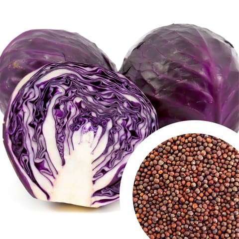 F1 Red Cabbage Seeds (30 Seeds)