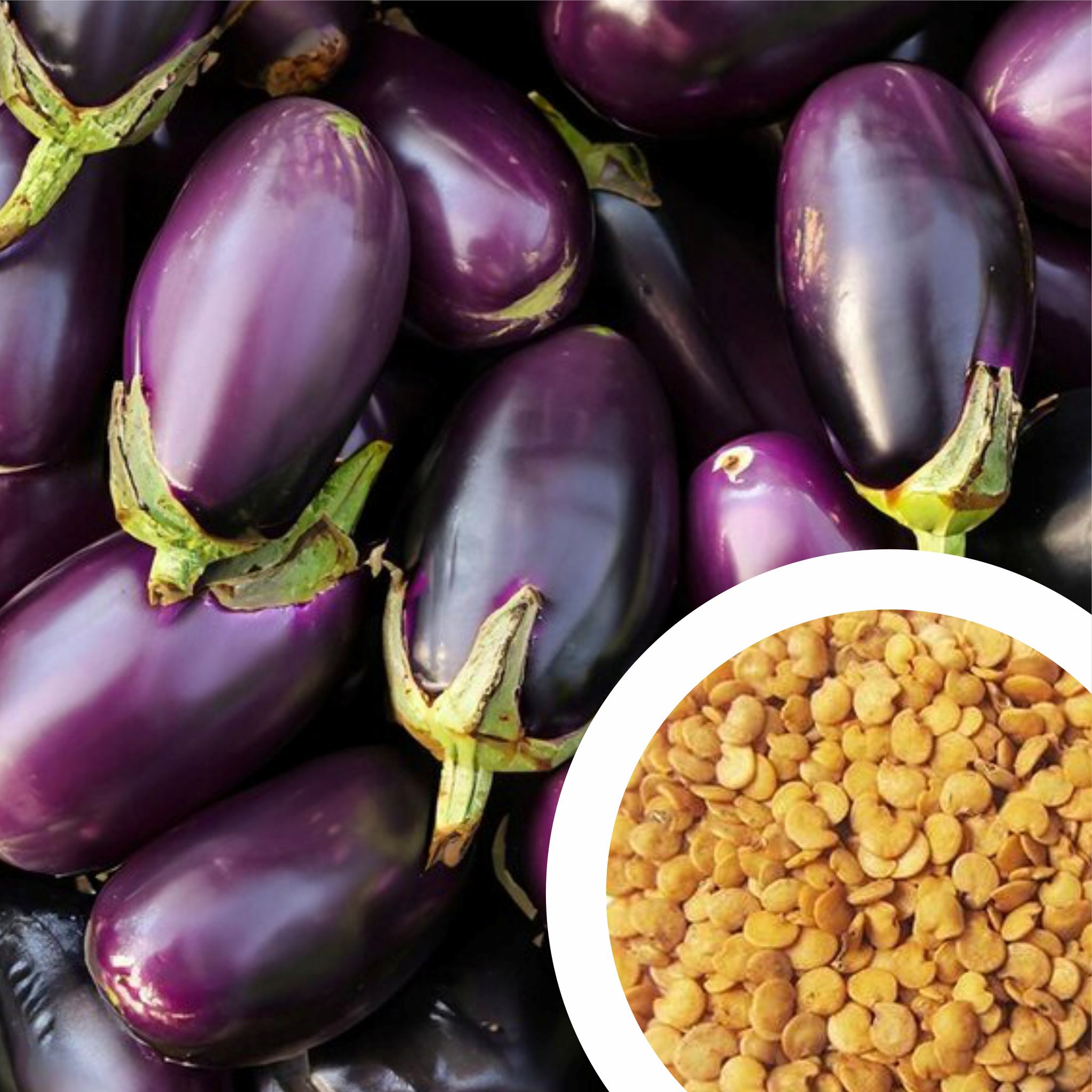 Hybrid F1 Brinjal Round Seeds (30 Seeds)