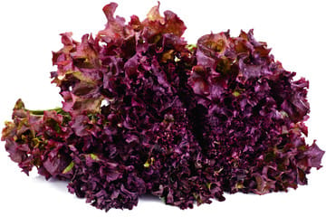 Imported Red Lettuce Seeds (120 Seeds)