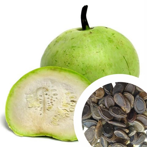 Hybrid F1 Apple Gourd (Tinda) Seeds (15 Seeds)