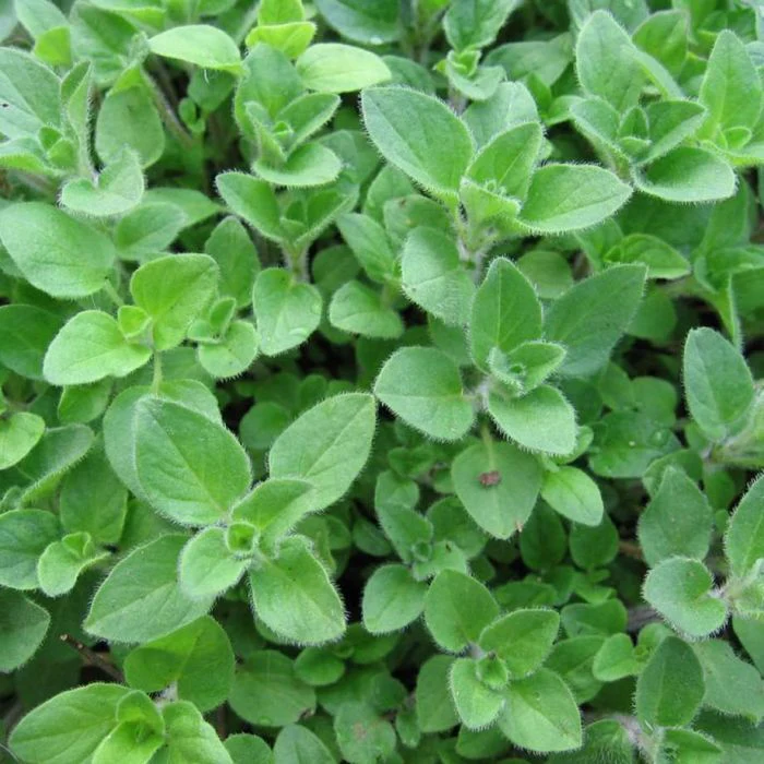 Imported Oregano Seeds (600 Seeds)