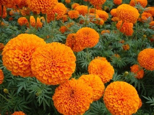 Hybrid F1 Marigold Orange Seeds (15 Seeds)