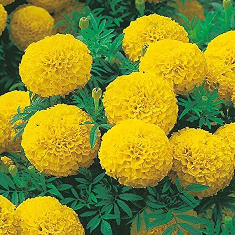 Hybrid F1 Marigold Yellow Seeds (15 Seeds)