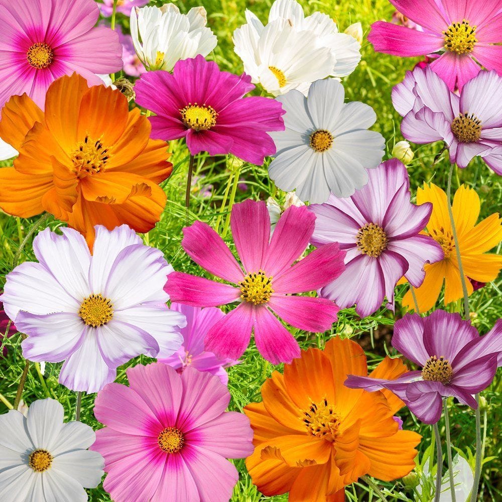 Imported Cosmos Mix Seeds (15 Seeds)