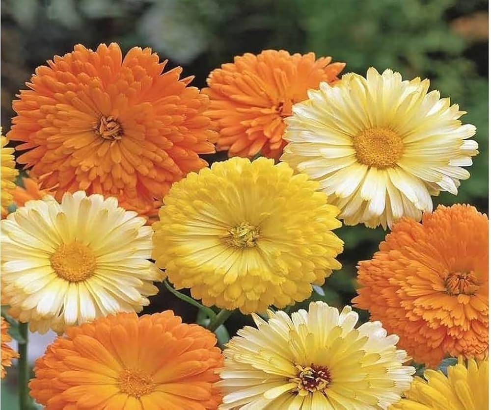 Imported Calendula Double Mix Seeds (15 Seeds)