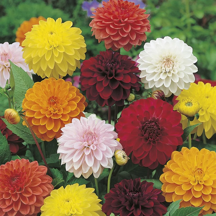 Imported Dahlia Mix Seeds (15 Seeds)