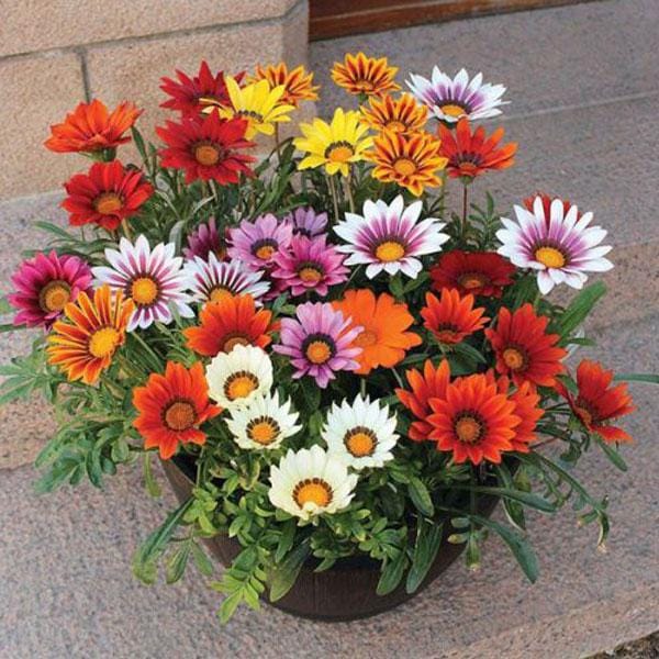 Imported Gazania Sunshine Mix Seeds (20 Seeds)