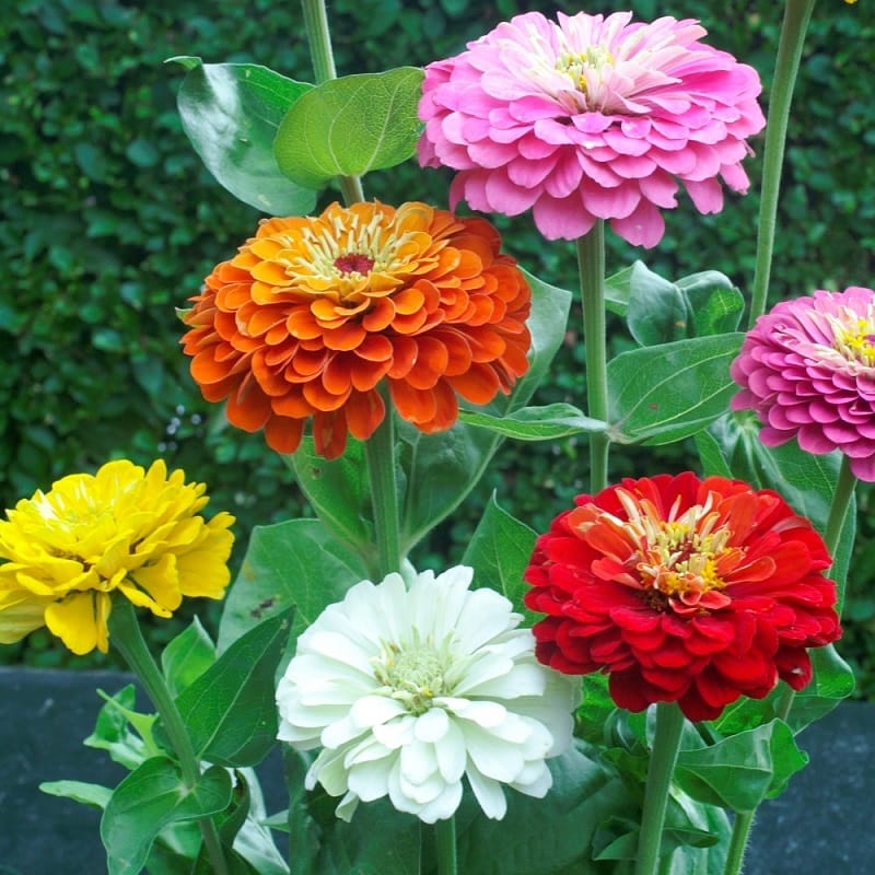 Imported Zinnia Dahlia Mix Seeds (15 Seeds)