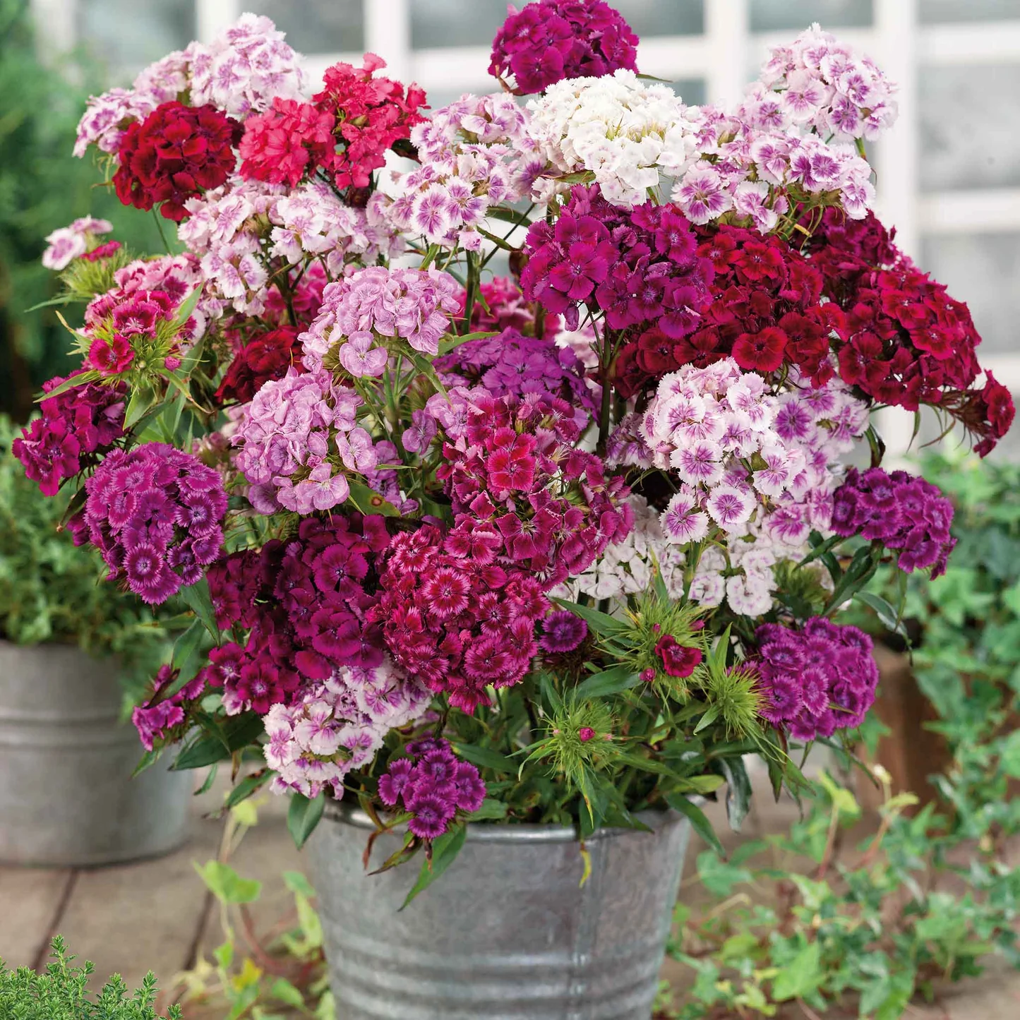 Imported Sweet William Mix Seeds (120 Seeds)