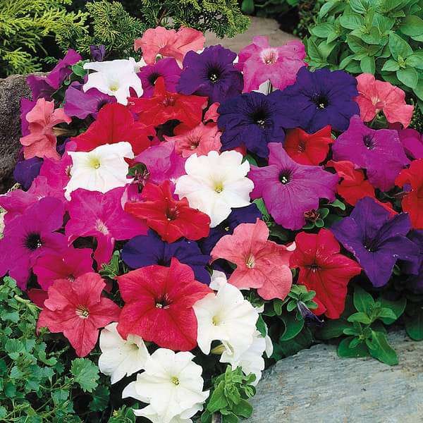 Imported Petunia Mix Seeds (900 Seeds)