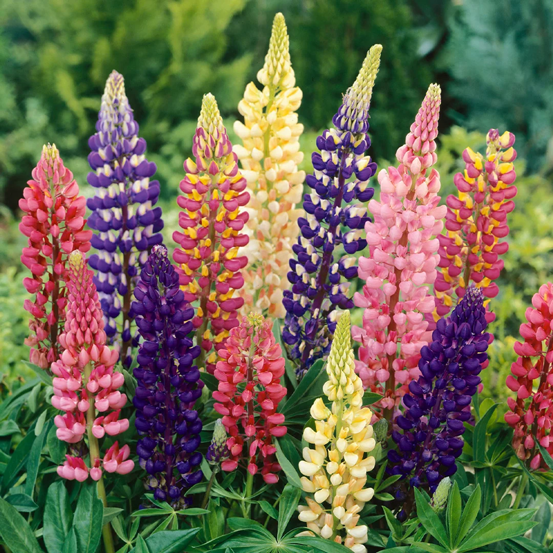 Imported Lupin Mix Seeds (10 Seeds)