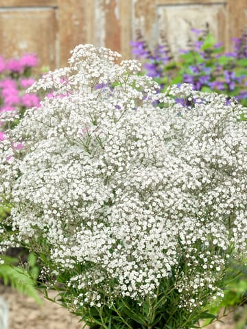 Imported Gypsophila White Seeds (130 Seeds)