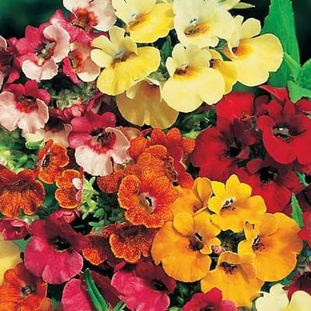 Imported Namesia Mix Seeds (150 Seeds)