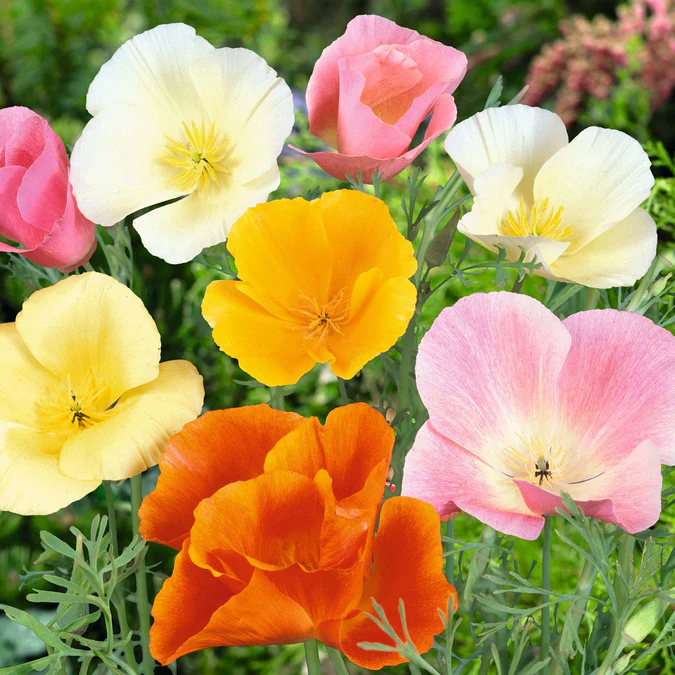 Imprted Poppy Mix Seeds (750 Seeds)