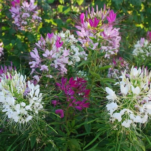 Imported Cleome Mix Seeds (55 Seeds)