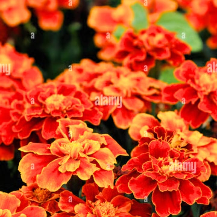 Imported French Marigold Scarlet Seeds (20 Seeds)