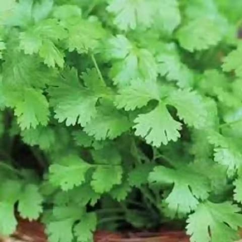 Imported Parsley Coriander Seeds