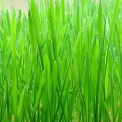 Imported Wheat Grass Seeds (15 Seeds)