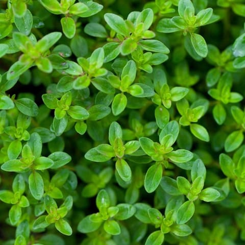 Imported Thyme Seeds (360 Seeds)