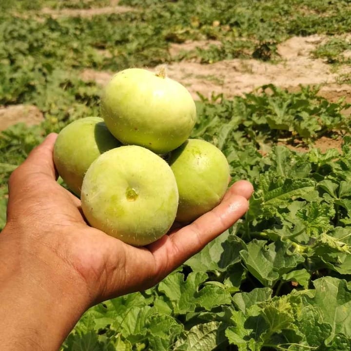 Hybrid F1 Apple Gourd (Tinda) Seeds (15 Seeds)