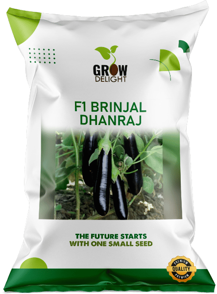 Grow Delight F1 Brinjal Dhanraj