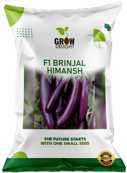 Grow Delight F1 Brinjal Himansh