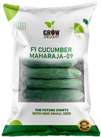 Grow Delight F1 Cucumber Maharaja-09