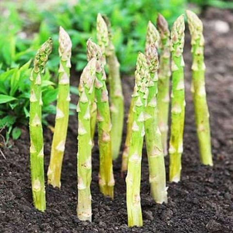 Imported Asparagus Seeds (15 Seeds)