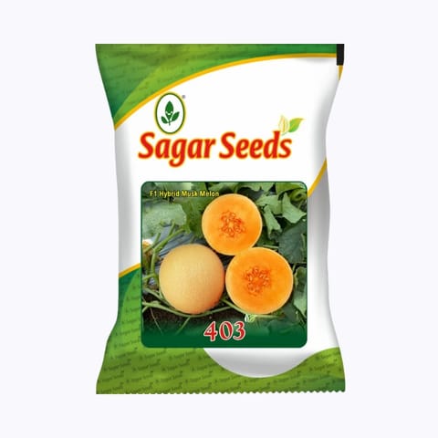 Sagar 403 F1 Muskmelon (50g)