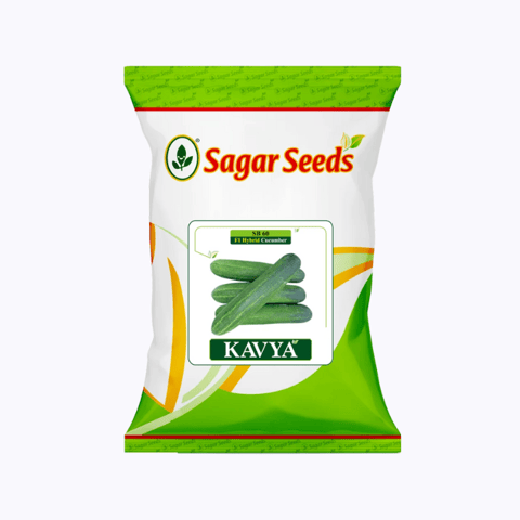 Sagar Kavya F1 Cucumber