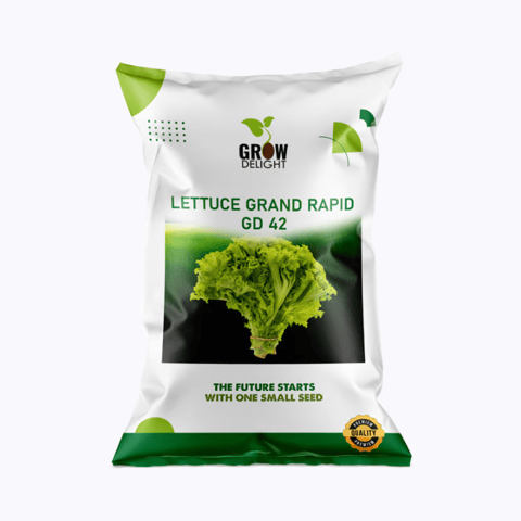 Grow Delight GD 42 Lettuce Grand Rapid Seeds