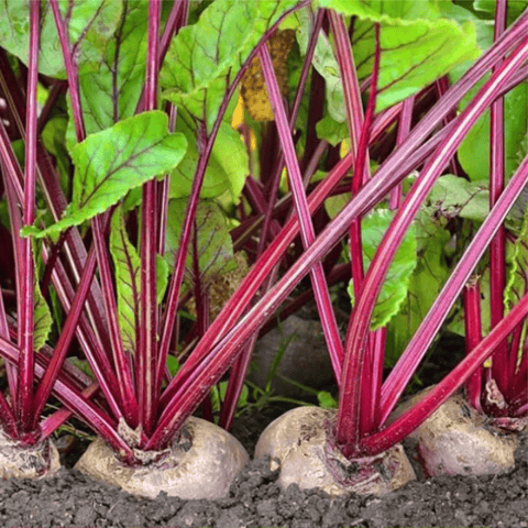 Imported Beetroot (Chukandar) बीज