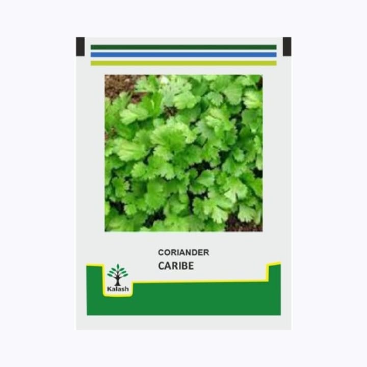 Kalash Caribe Coriander Seeds