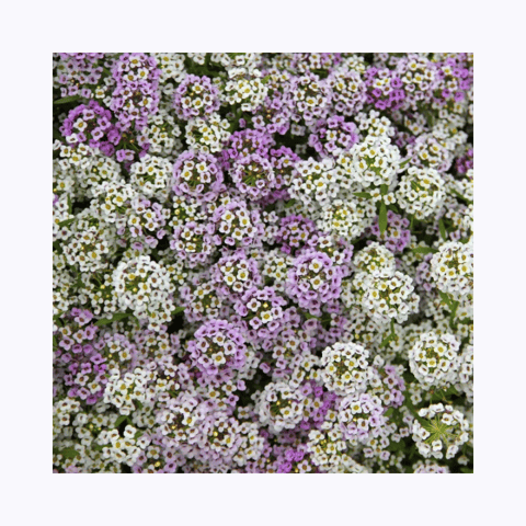 Imported Alyssum Mix Seeds (160 Seeds)