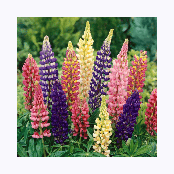 Imported Lupin Mix Seeds (10 Seeds)