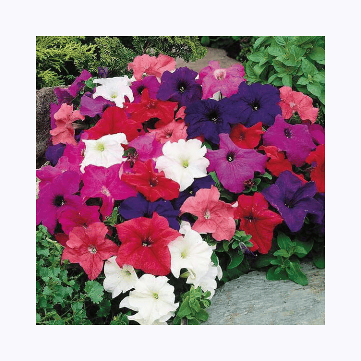 Imported Petunia Mix Seeds (900 Seeds)