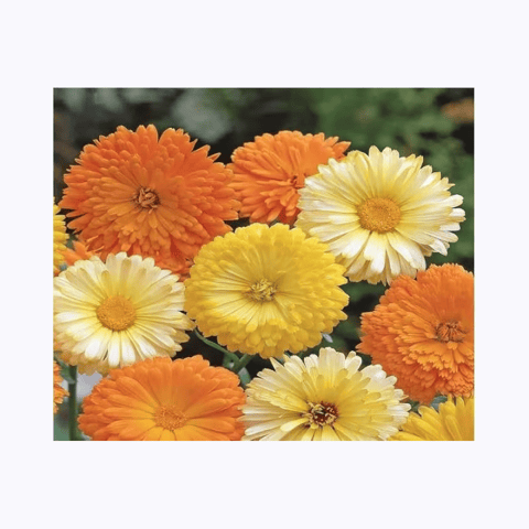 Imported Calendula Double Mix Seeds (15 Seeds)