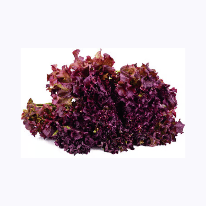 Imported Red Lettuce Seeds (120 Seeds)