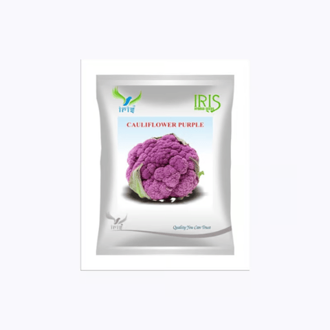 Iris Imported OP Cauliflower Purple