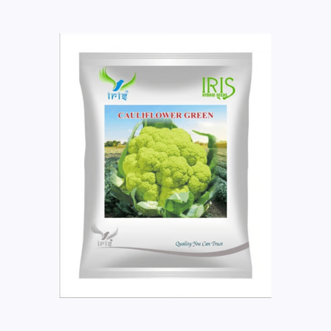 Iris Imported OP Cauliflower Green