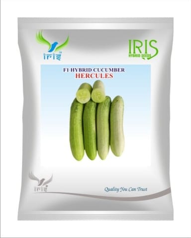 Iris Hybrid F1 CUCUMBER  HERCULUES