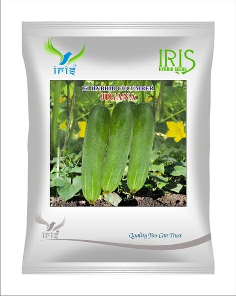 Iris Hybrid F1 CUCUMBER  JIGANA