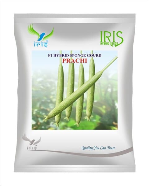 Iris Hybrid F1 Sponge Gourd Prachi