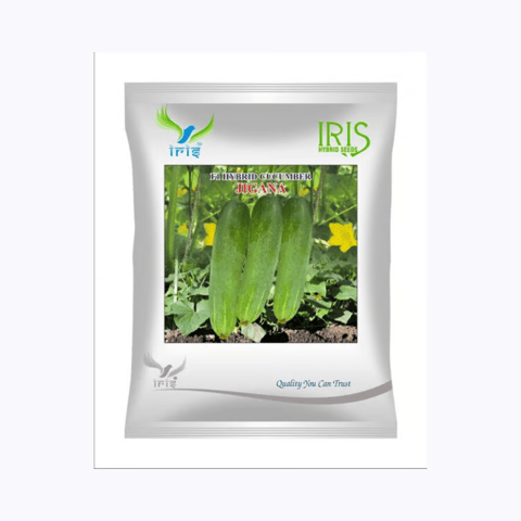 Iris Hybrid F1 CUCUMBER  JIGANA