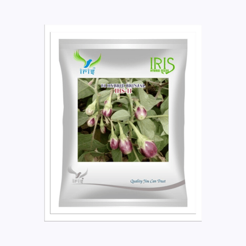 Iris Hybrid F1 BRINJAL IHS-11