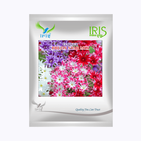 Iris Imported OP Phlox Star mix Seeds