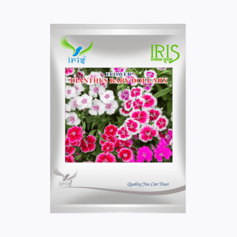 Iris Hybrid Imported OP Dianthus Baby Doll Mix Seeds