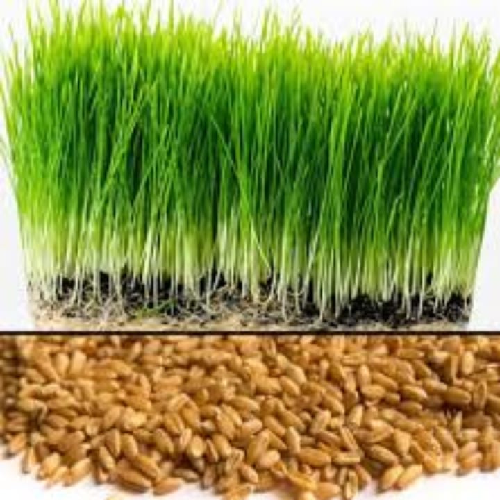 Imported Wheat Grass Seeds (15 Seeds)