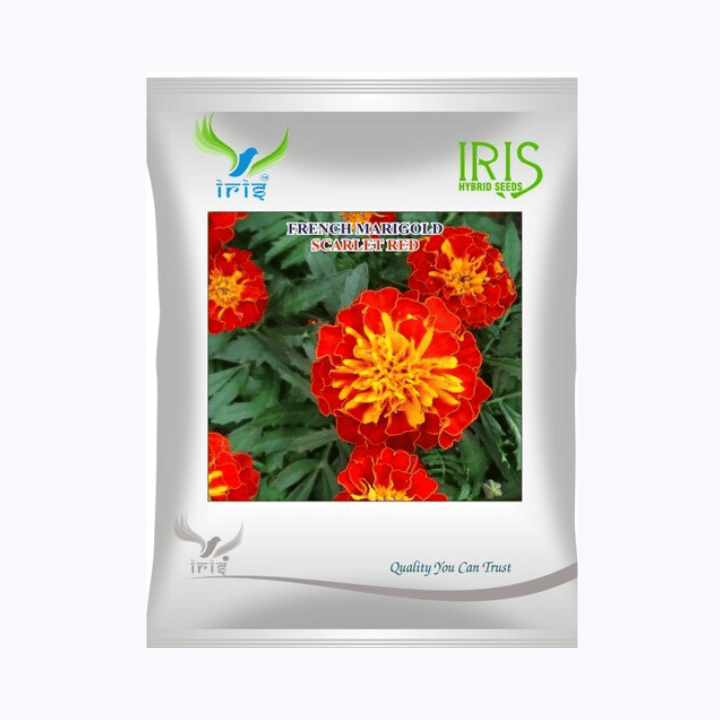 Iris Hybrid Imported OP French Marigold Seeds