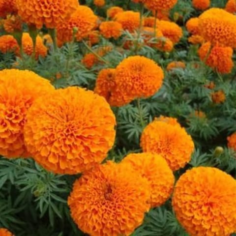 Hybrid F1 Marigold Orange Seeds (15 Seeds)